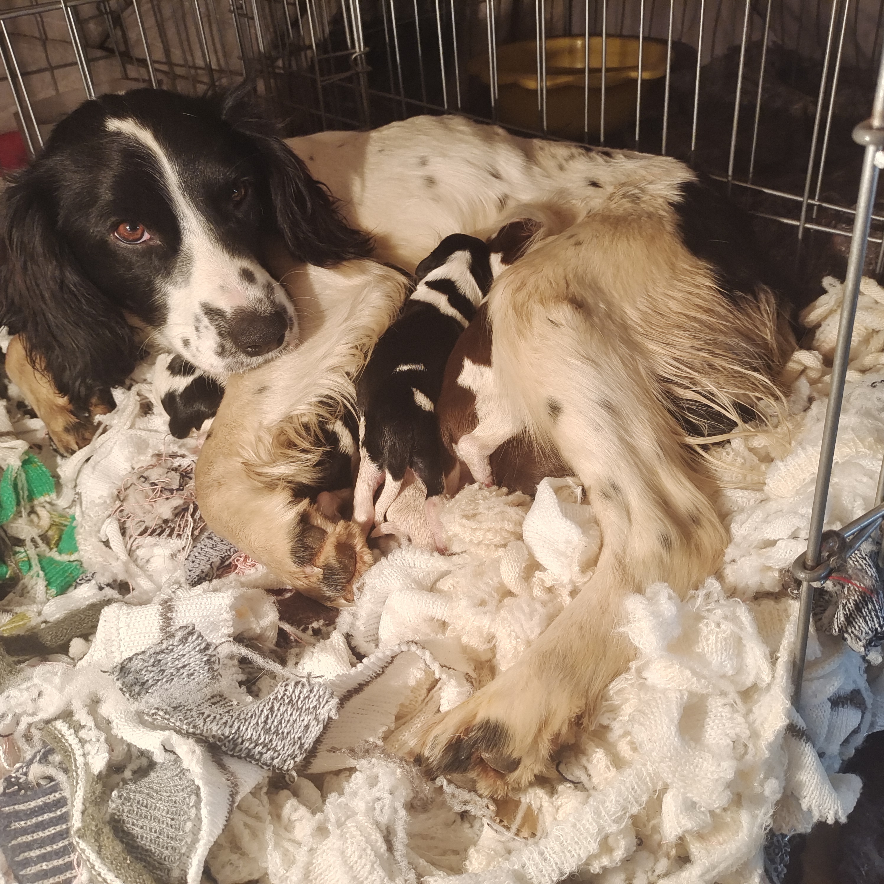 小体史宾格犬